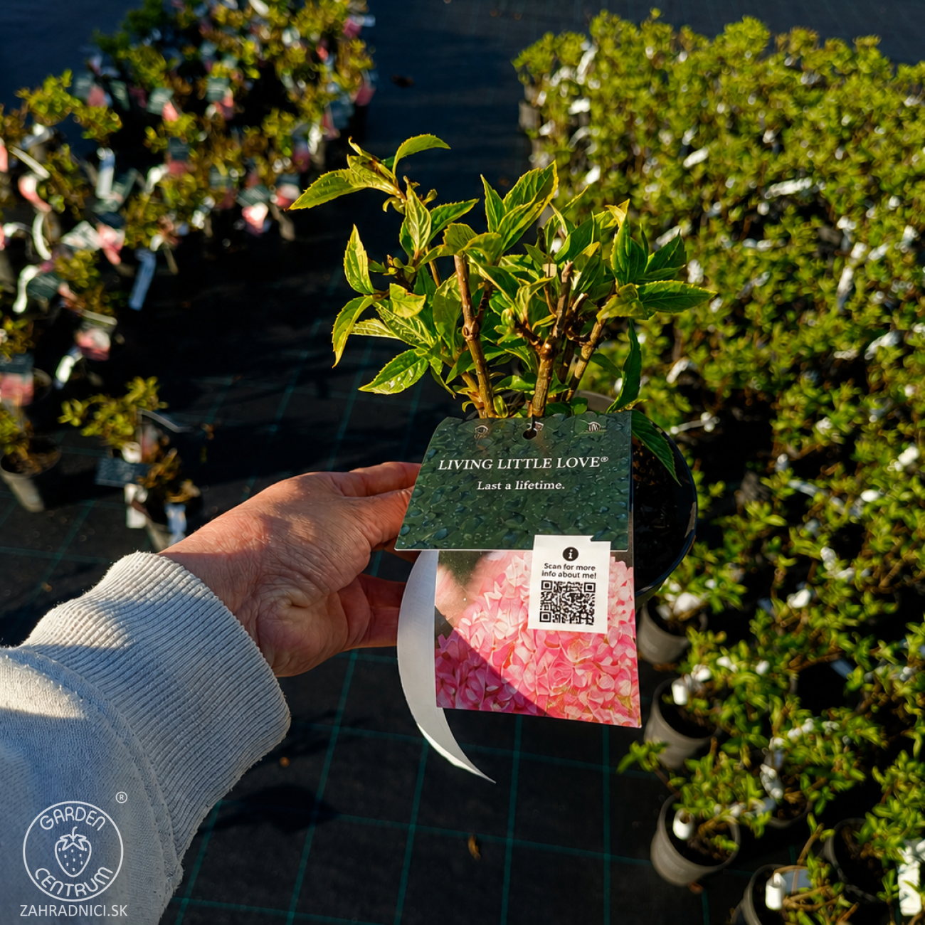 Obrázok Hortenzia metlinatá (Hydrangea paniculata) ´LIVING LITTLE LOVE´® by LIVING CREATIONS® výška 20-30 cm, kont. C1,5L